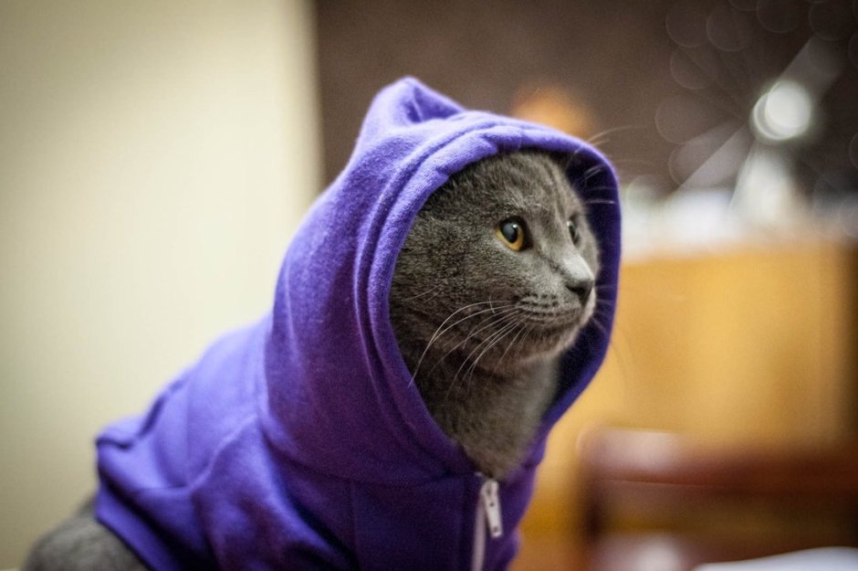 Кот в кофте с капюшоном