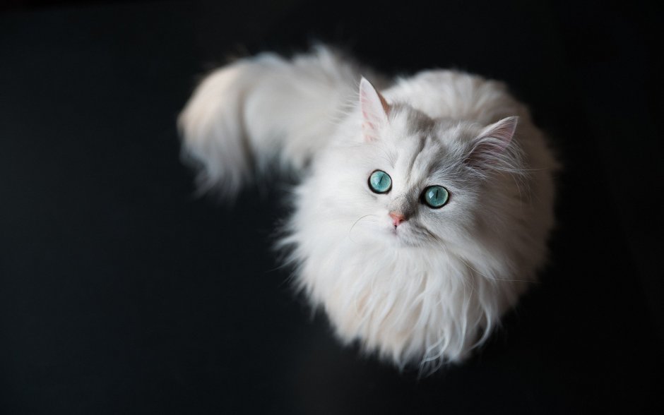 Белая шиншилла кошка с голубыми глазами