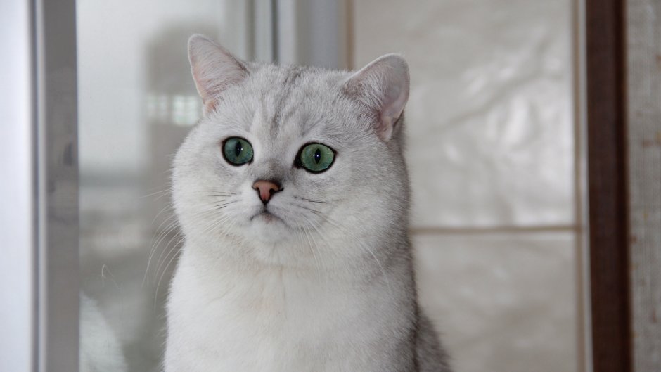 Британская короткошёрстная шиншилла
