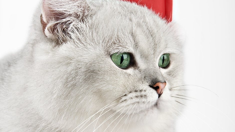 Кошка белая