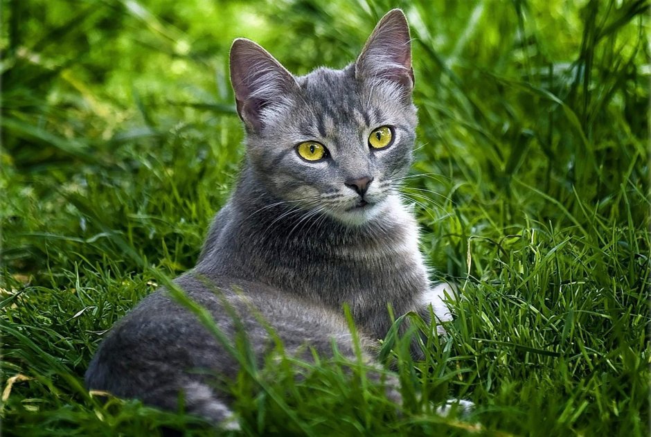 Сибирско голубая короткошерстная
