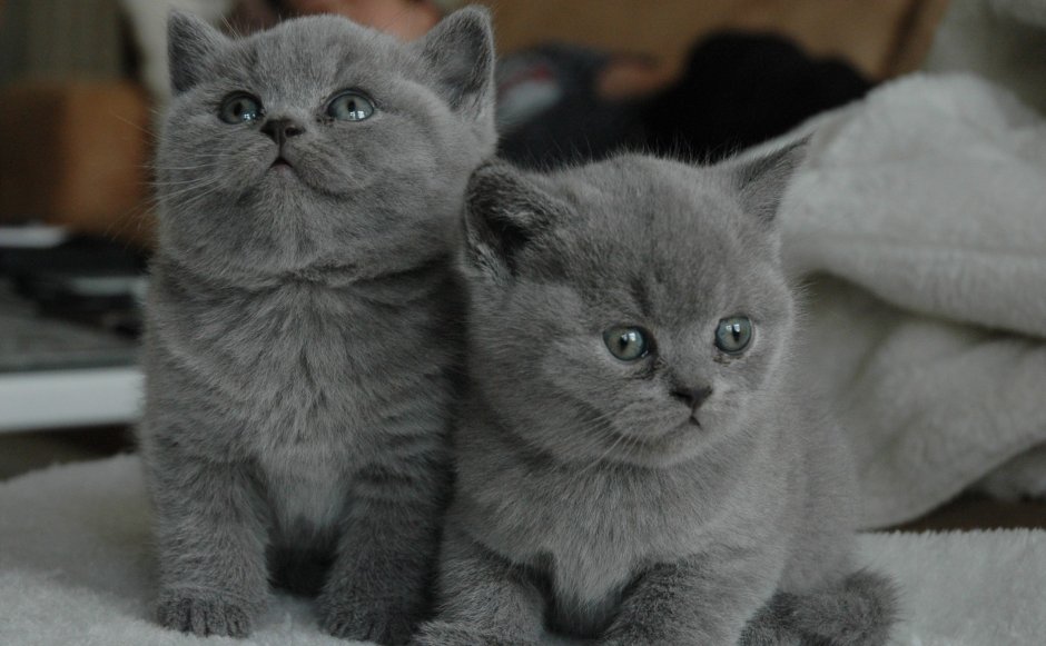 Серый британец котенок