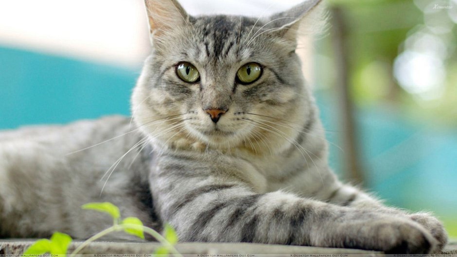 Котята бенгалы снежный Барс