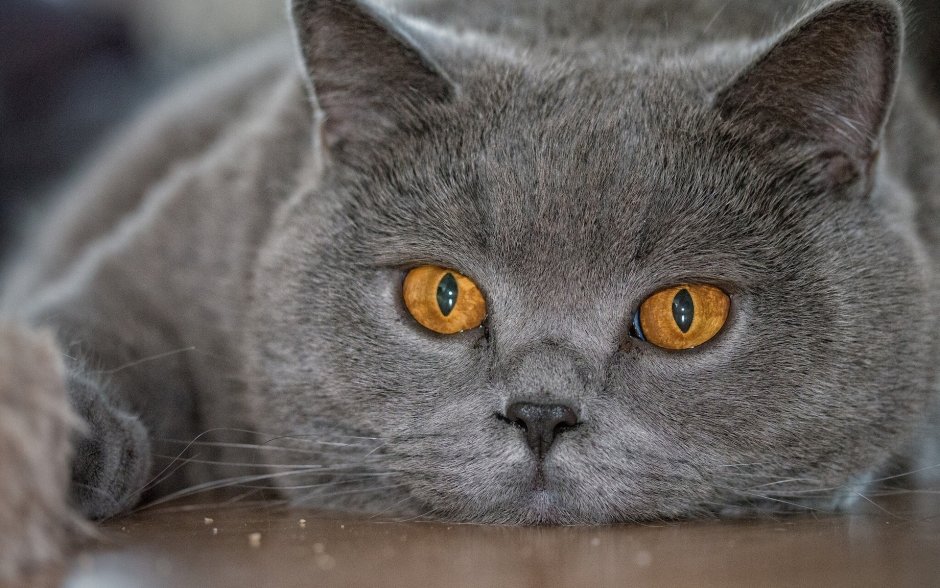 Британский короткошерстный кот серый
