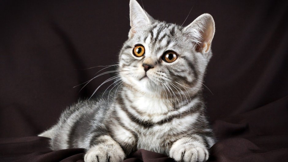Шотландский скоттиш страйт полосатый