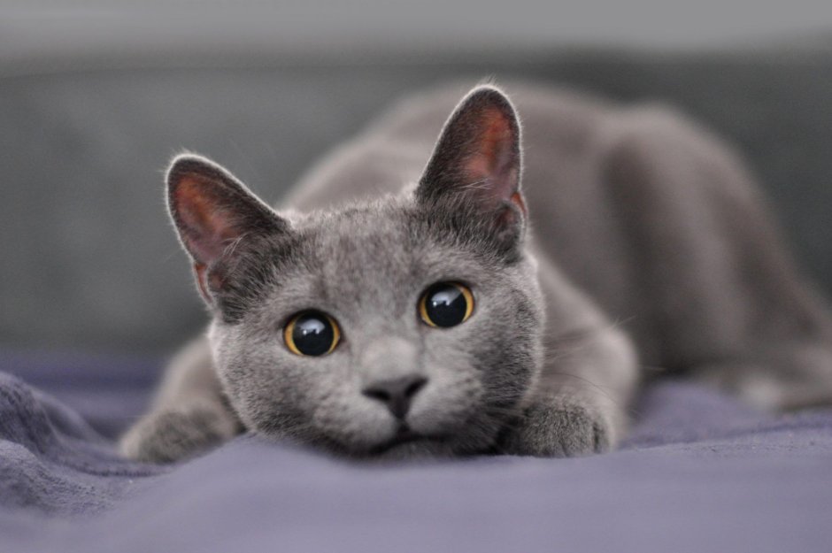 Серо голубая кошка