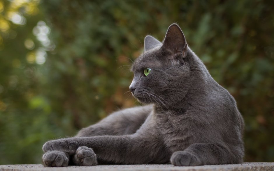 Кошки породы Нибелунг короткошерстная