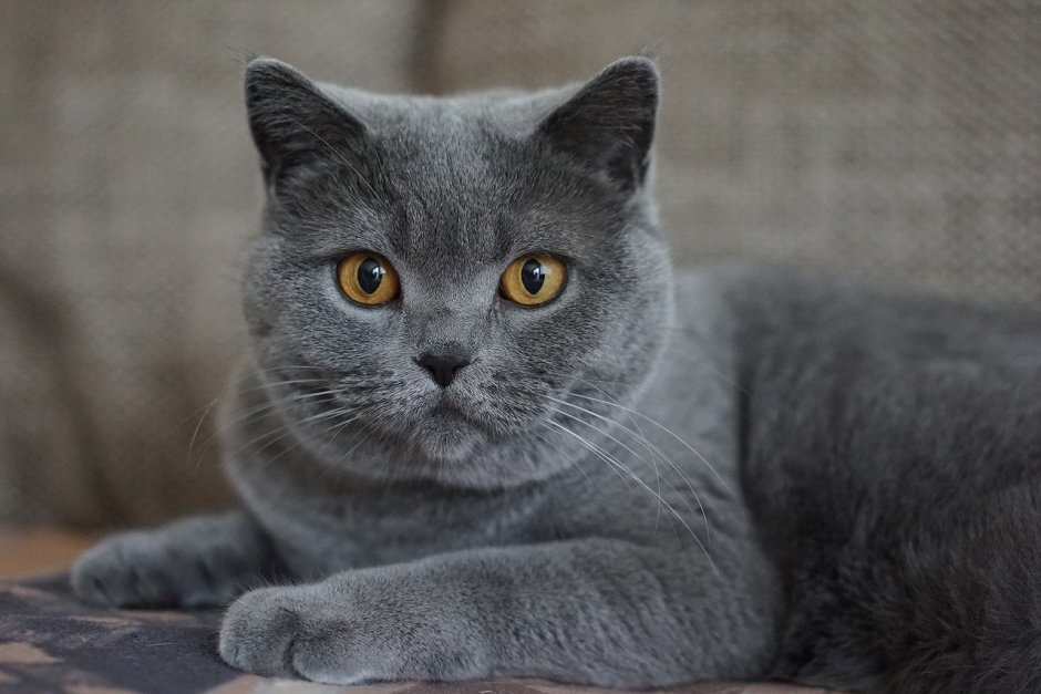 Картезианская кошка британец