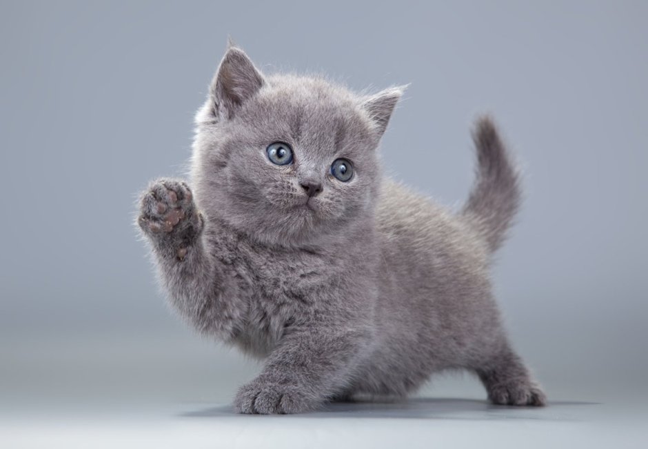 Британская короткошёрстная кошка котята