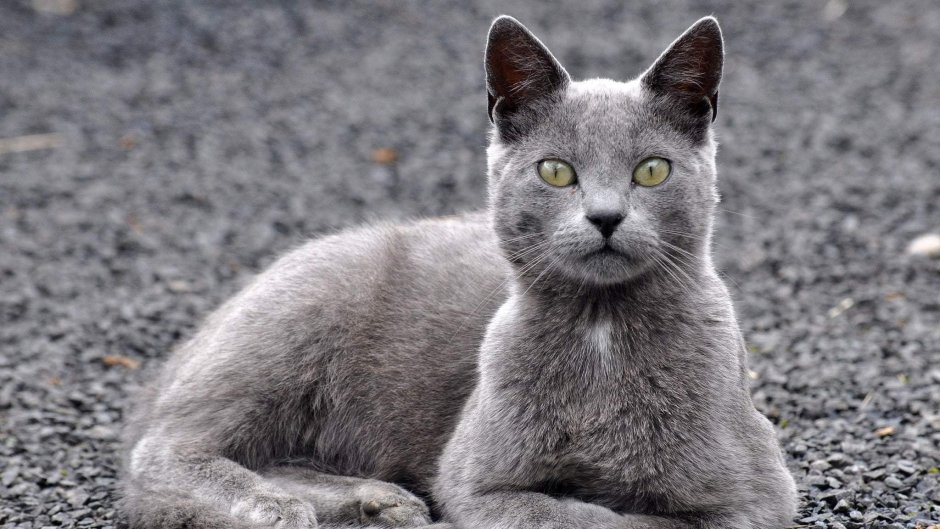 Анатолийская кошка серая