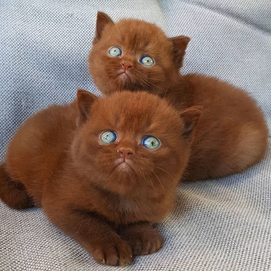 Йоркская шоколадная кошка короткошерстная