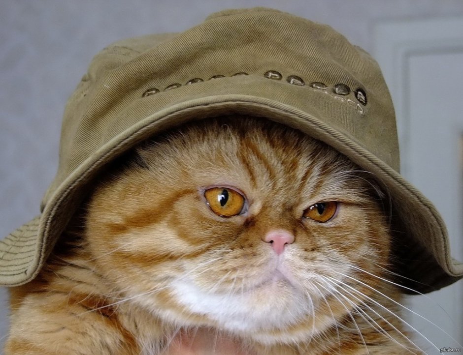 Кот в кепке