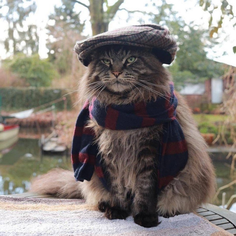 Смешная одежда для кошек