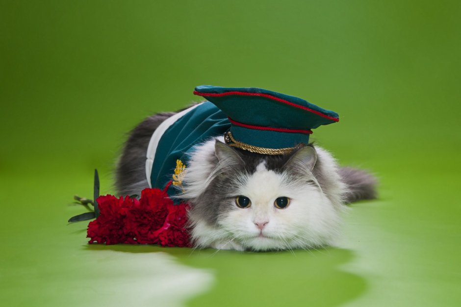 Котенок в военной форме