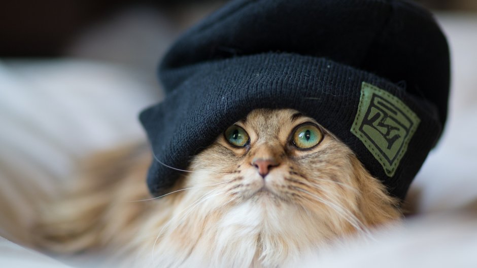 Шапочка котика