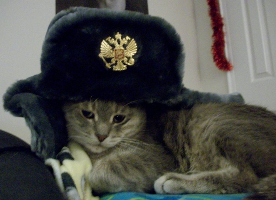 Кот в ушанке