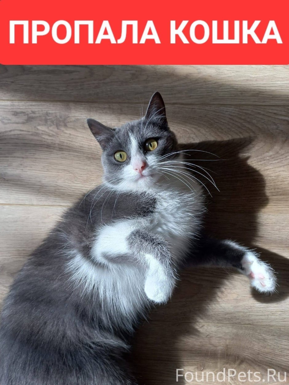 Серо белая кошка