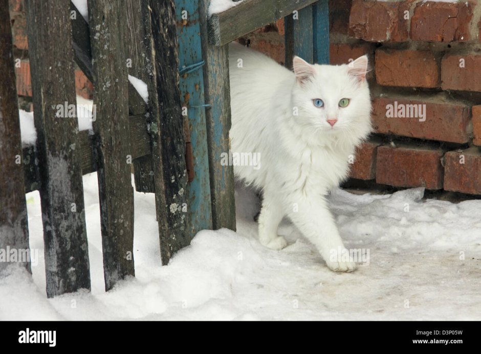 Белый дворовый кот