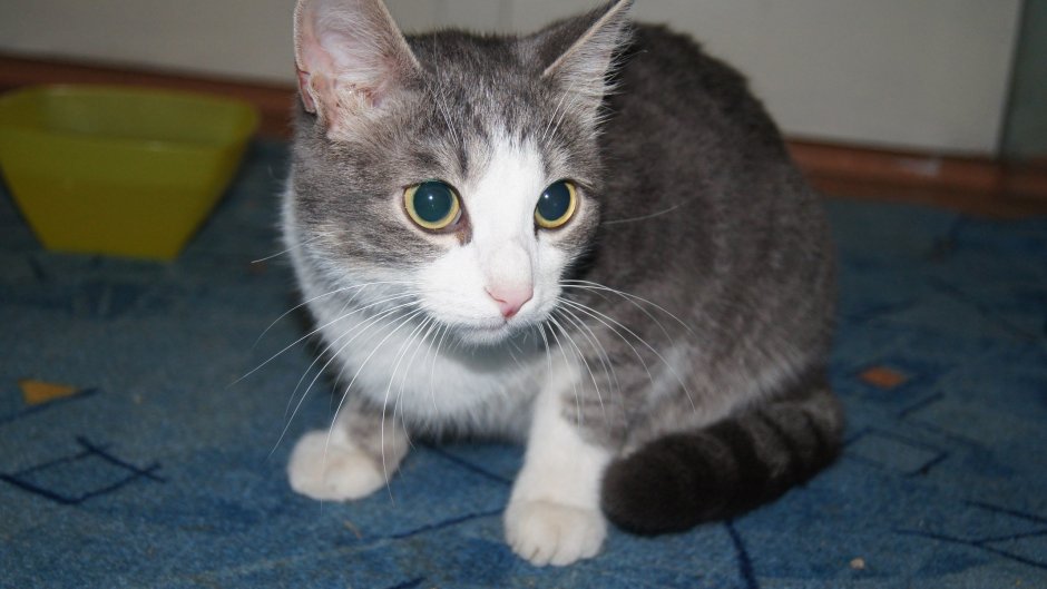 Серо белая кошка