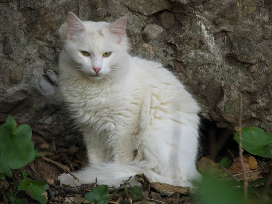 Белая кошка дворняга