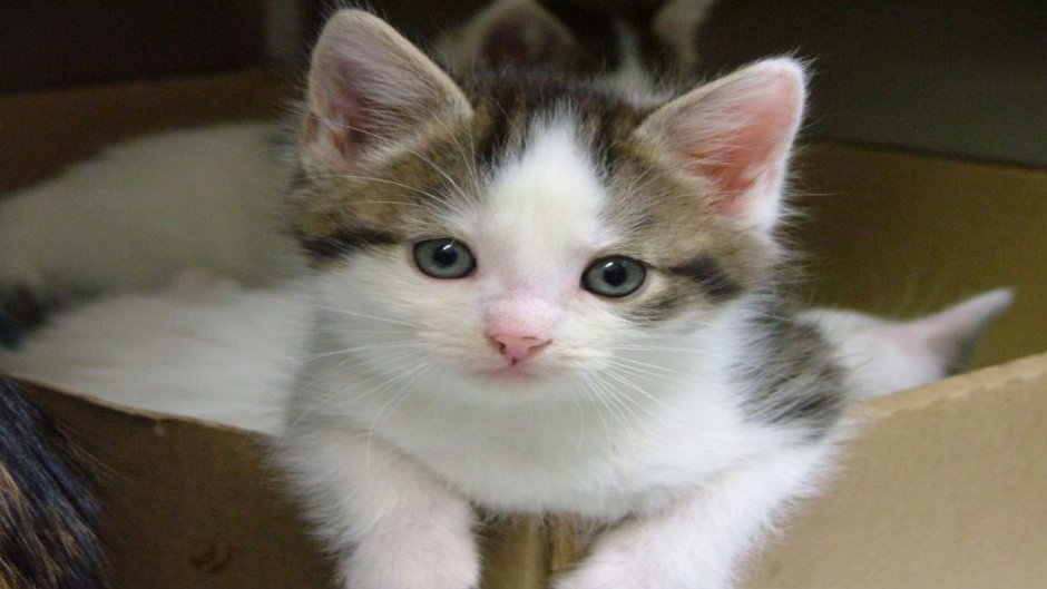 Котенок с пятнышками