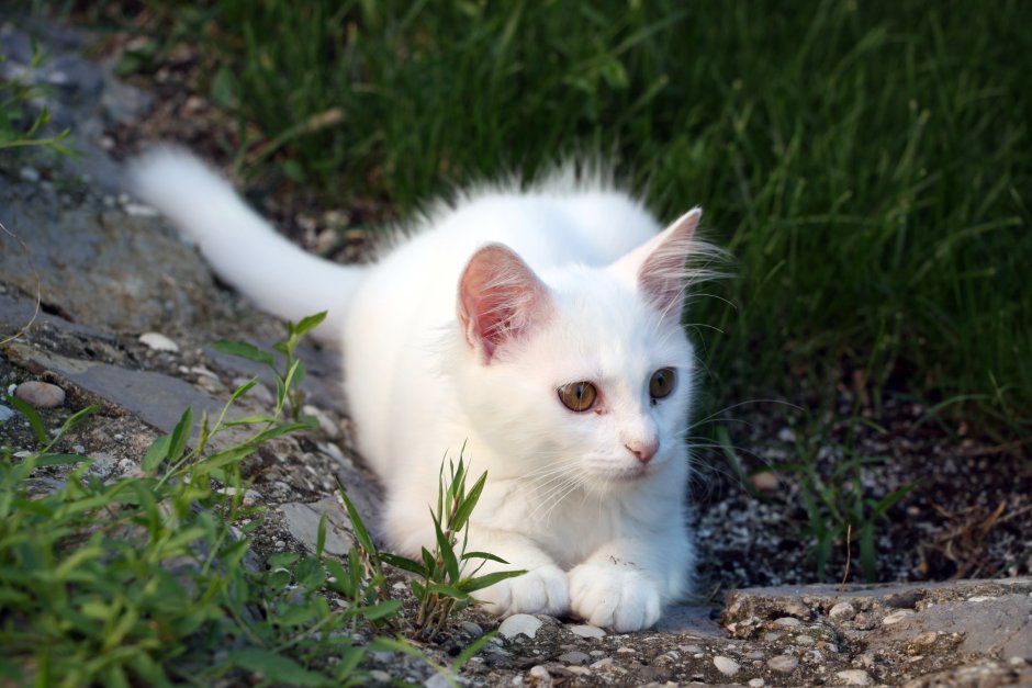 Белая беспородная кошка