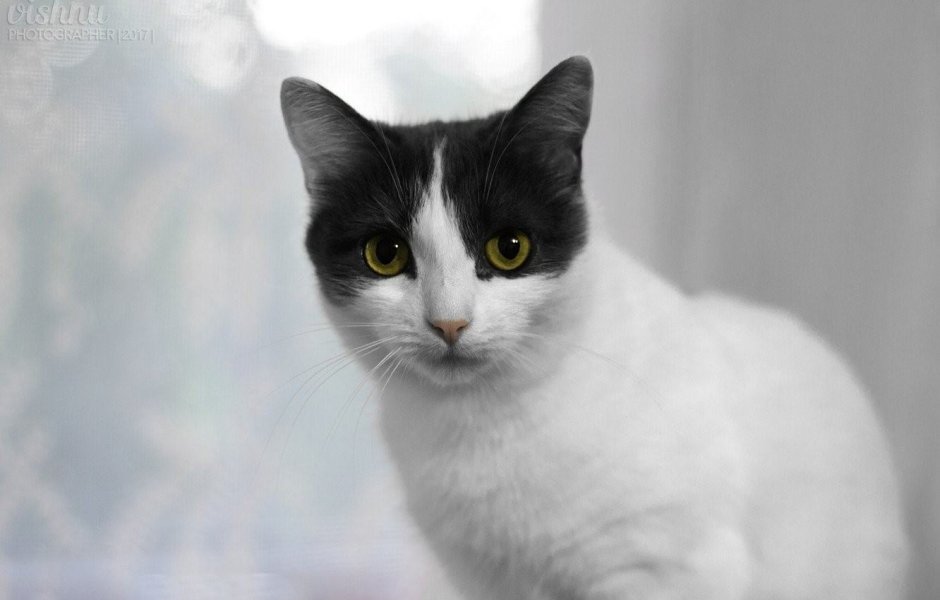 Серо белая кошка