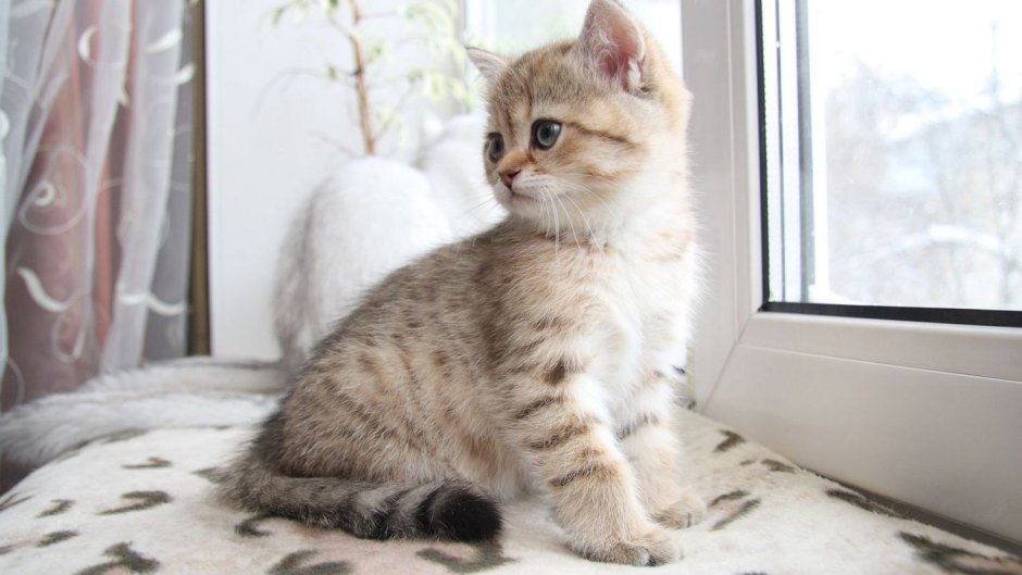 Белая беспородная кошка