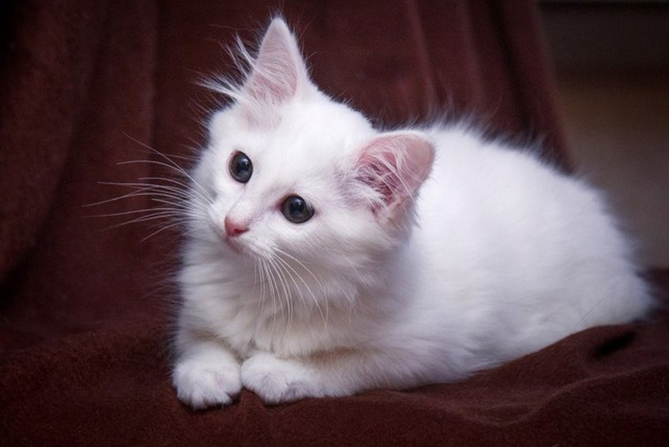 Белый котенок беспородный