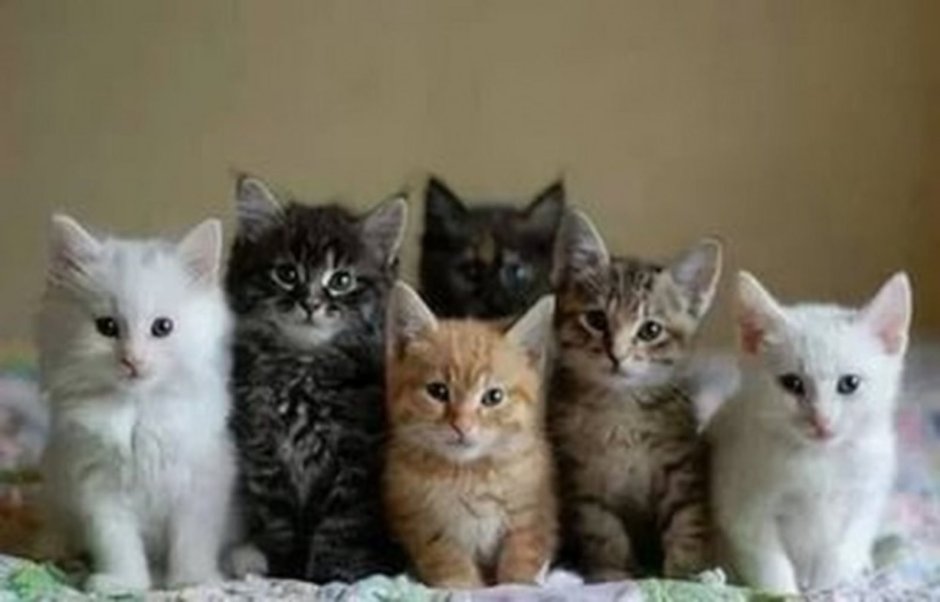 Много котят