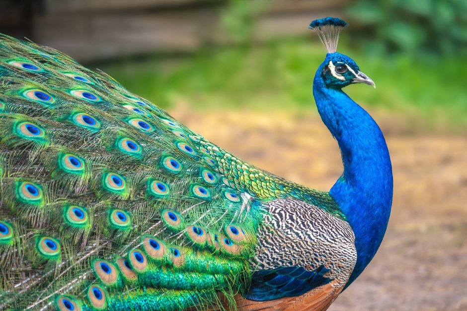 Peacocks like eating