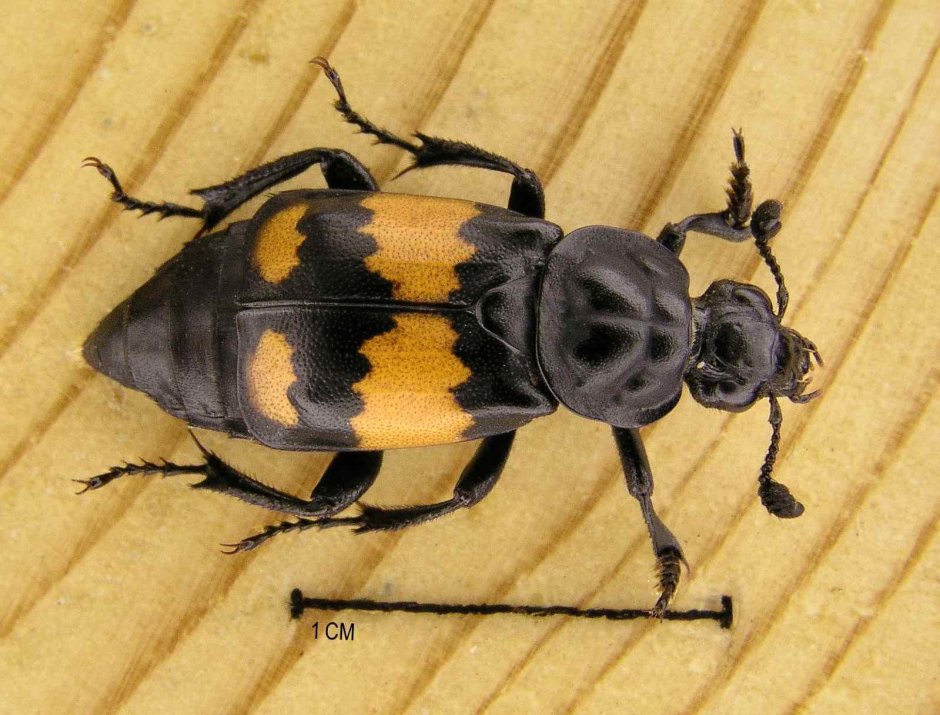 Жук мертвоед Nicrophorus