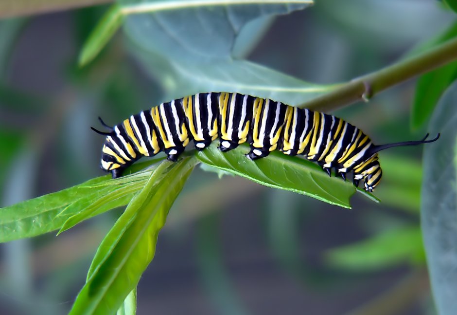 Гусеница бабочки Carthaea saturnioides