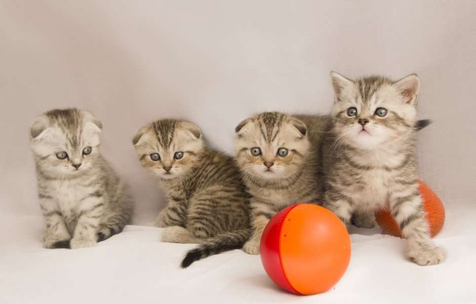 Шотландская вислоухая кошка