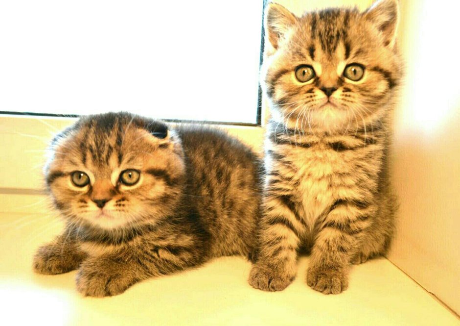 Хайленд страйт котенок Тигренок