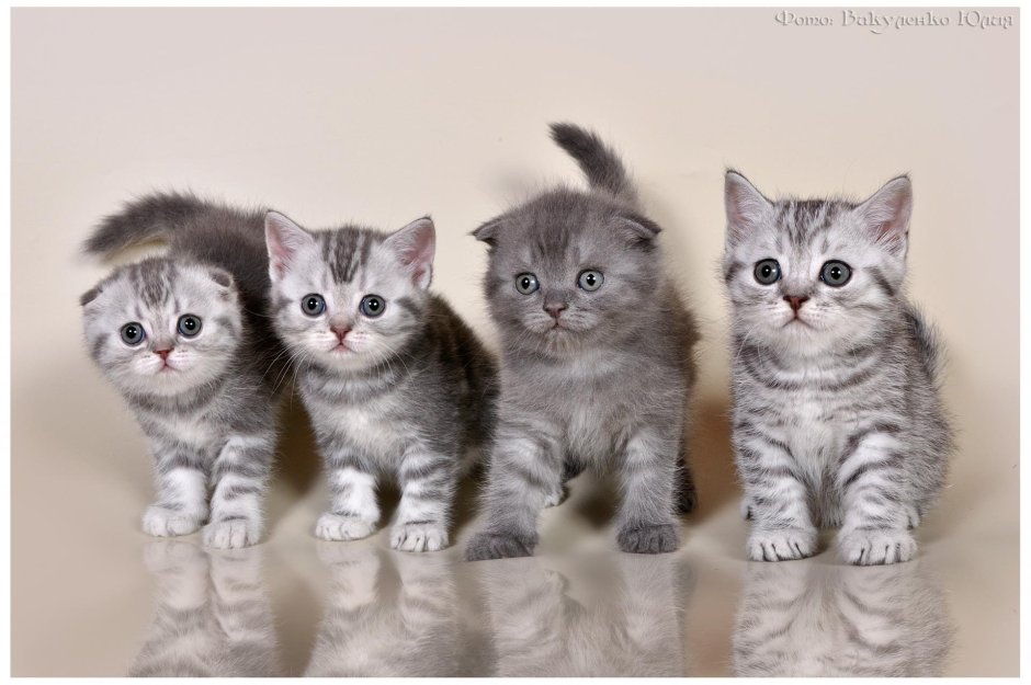Шотландские котята скоттиш страйт