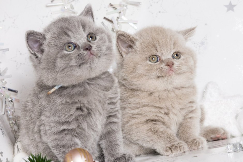 Британский кот длинношерстный полосатый