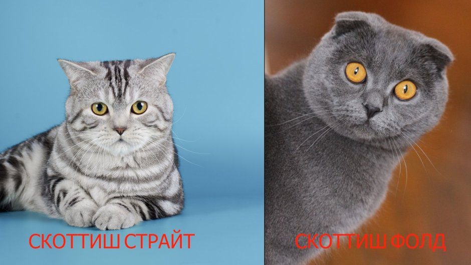 Рисуем шотландского вислоухого кота