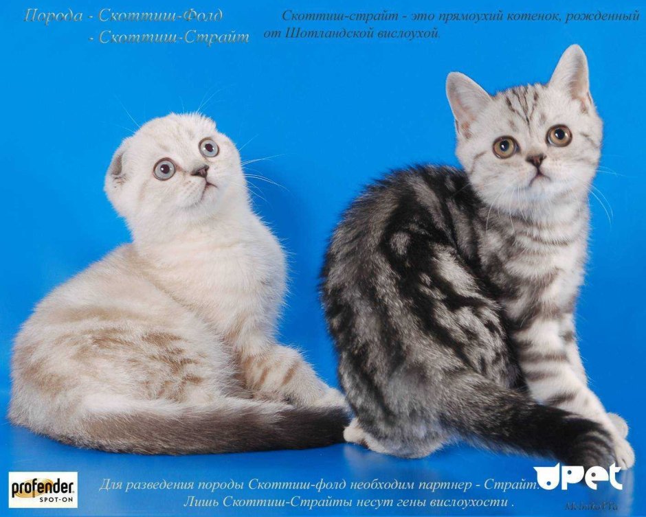 Шотландская кошка страйт и фолд