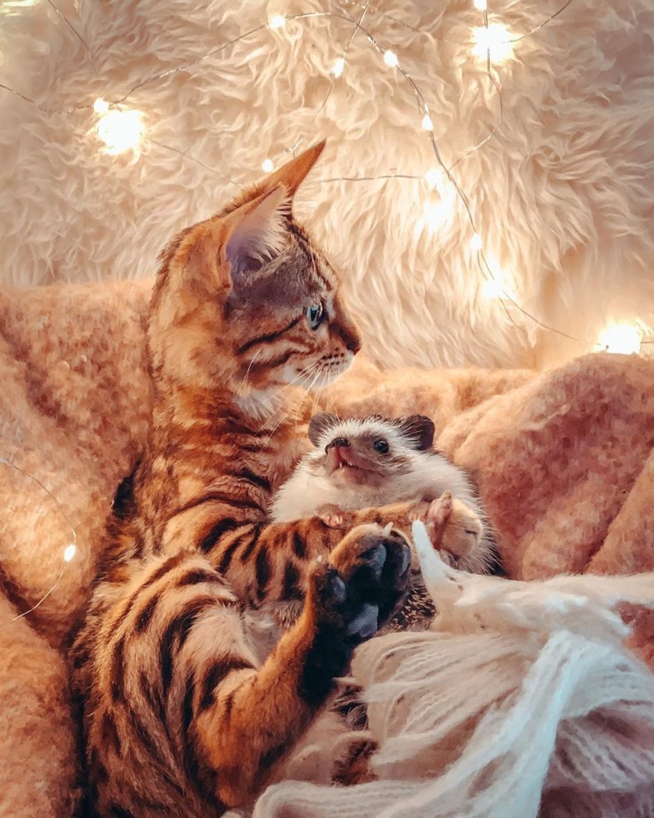 Кот и Ежик