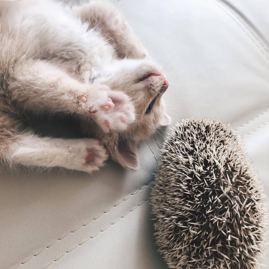 Ежик и котенок