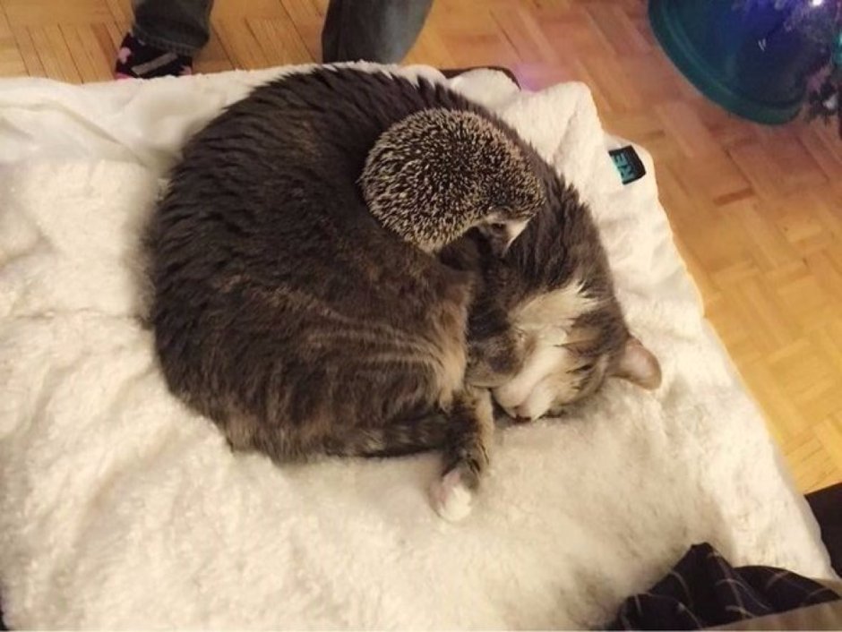 Ёжик и котик спят
