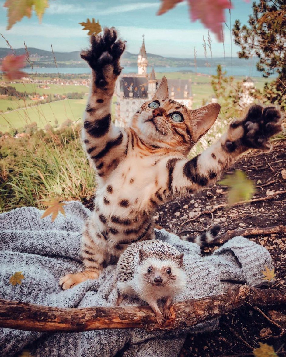 Бенгальский кот и кошка