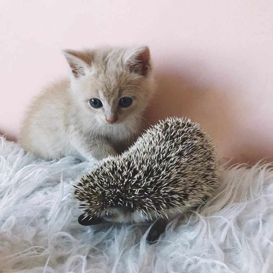 Котенок с Ёжиком