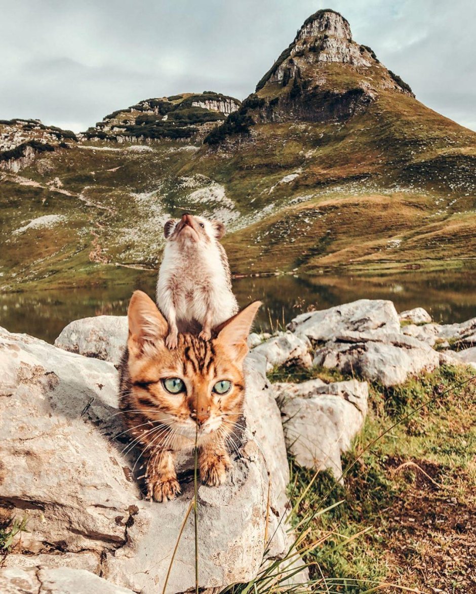 Кошка на горе