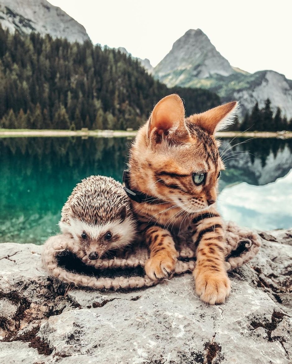 Кошка и еж