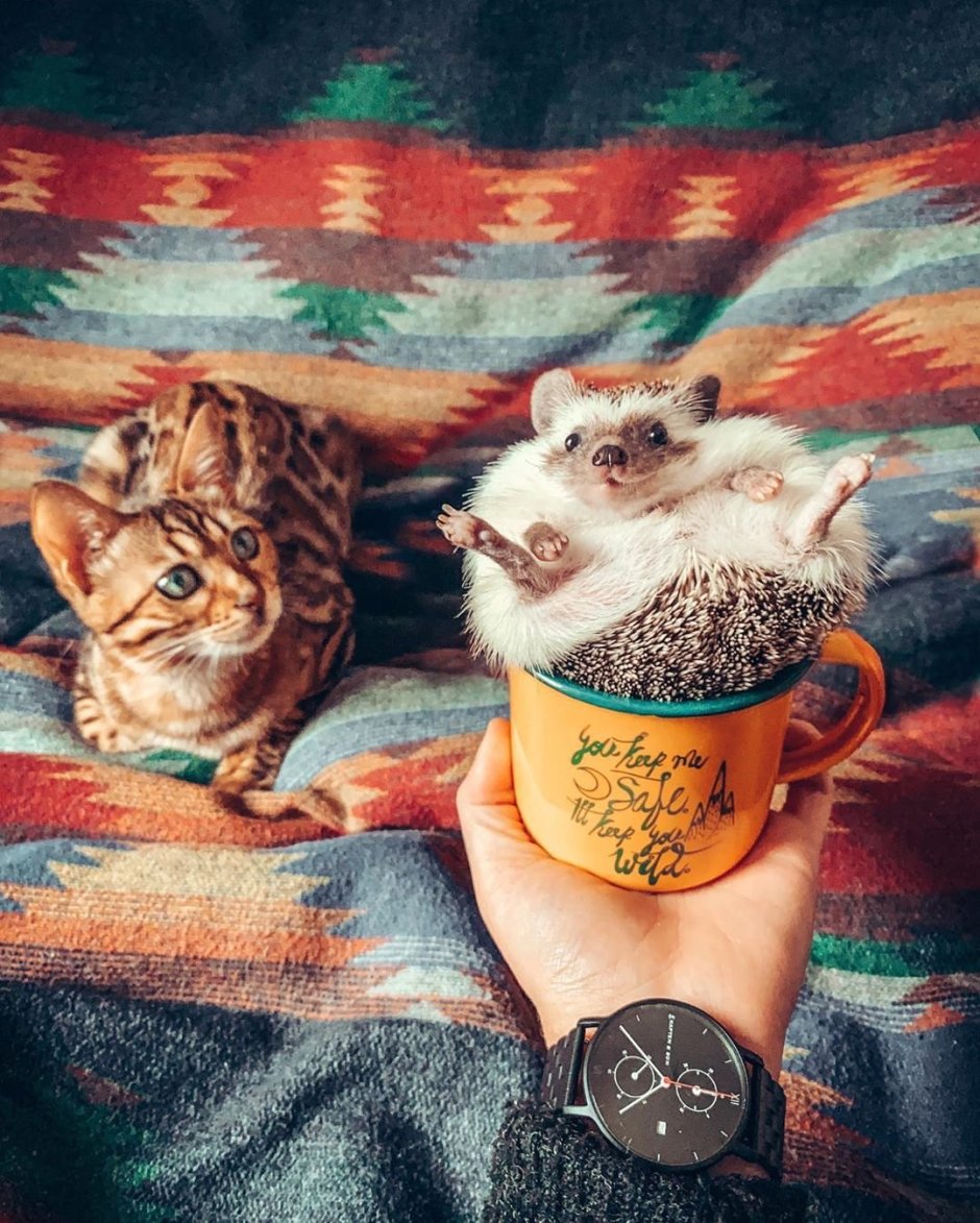 Кот и еж