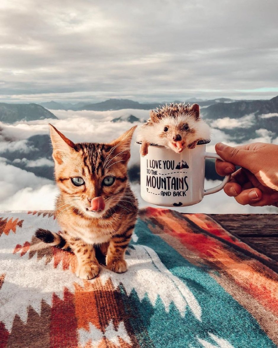 Котики позитив