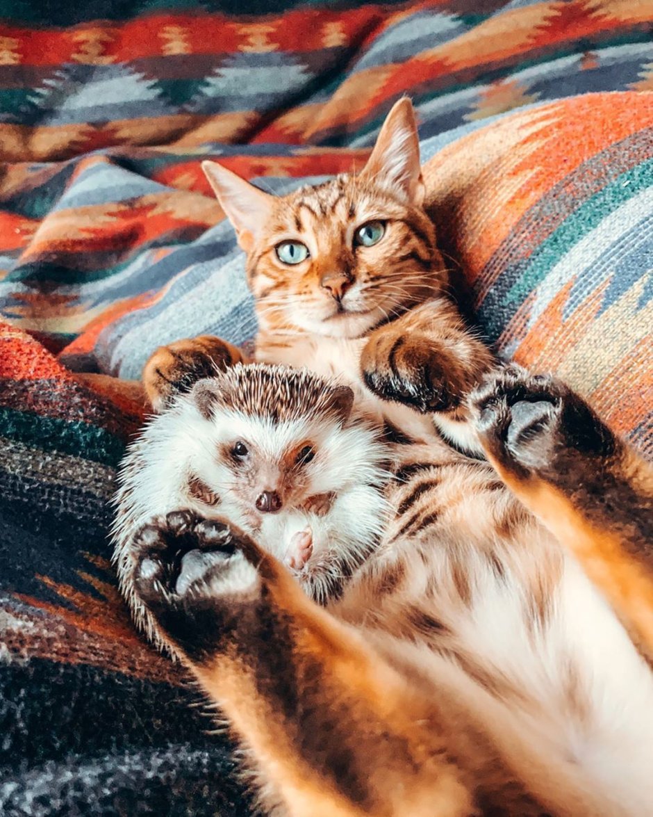 Кошка и ежата