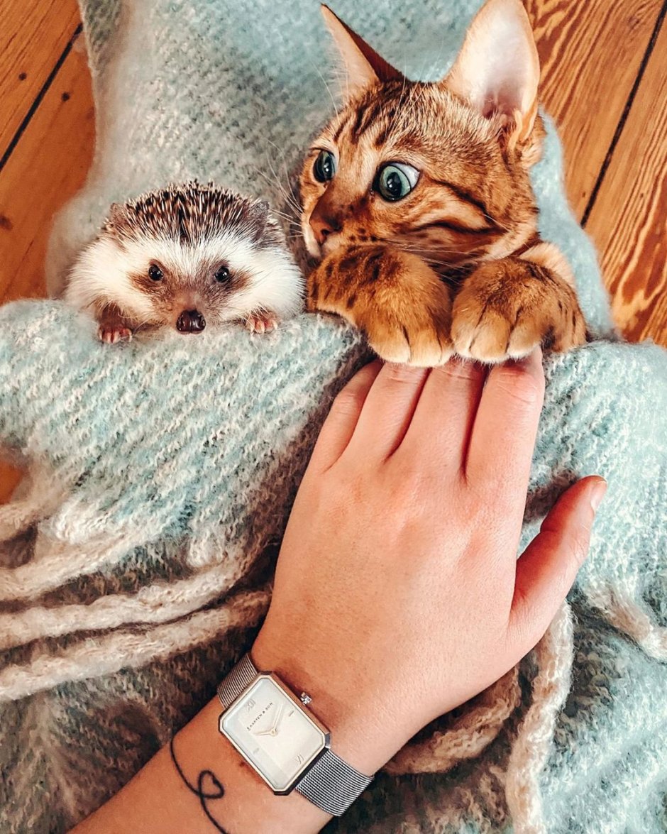 Ежик и котенок